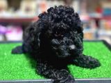 A Kalite Dark Si̇lver Toy Poodle Yavrularimiz