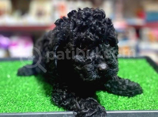 A Kalite Dark Si̇lver Toy Poodle Yavrularimiz görsel