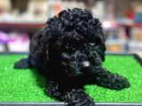 A Kalite Dark Si̇lver Toy Poodle Yavrularimiz