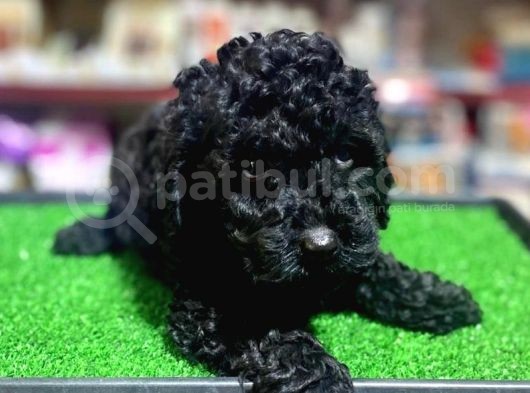 A Kalite Dark Si̇lver Toy Poodle Yavrularimiz görsel