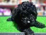 A Kalite Dark Si̇lver Toy Poodle Yavrularimiz