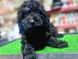 A Kalite Dark Si̇lver Toy Poodle Yavrularimiz