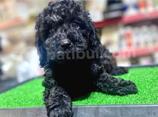 A Kalite Dark Si̇lver Toy Poodle Yavrularimiz