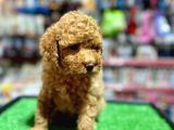 A Kali̇te Show Toy Poodle Yavrumuz