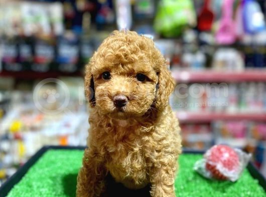 A Kali̇te Show Toy Poodle Yavrumuz görsel