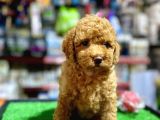 A Kali̇te Show Toy Poodle Yavrumuz
