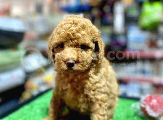 A Kali̇te Show Toy Poodle Yavrumuz görsel