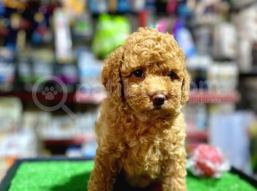 A Kali̇te Show Toy Poodle Yavrumuz görsel