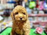 A Kali̇te Show Toy Poodle Yavrumuz