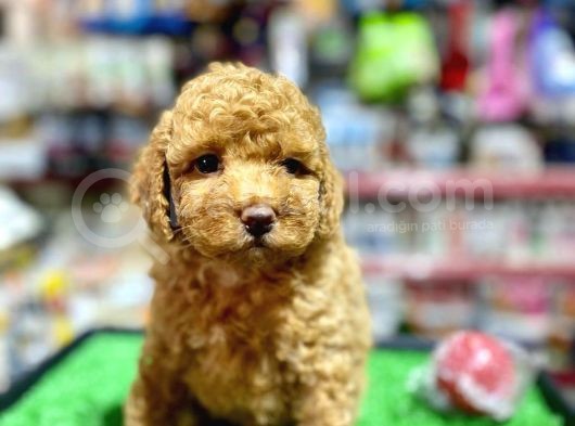 A Kali̇te Show Toy Poodle Yavrumuz