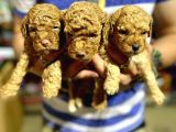 Gercek Red Show Kalite Toy Poodle Yavrulari̇mi̇z
