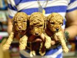 Gercek Red Show Kalite Toy Poodle Yavrulari̇mi̇z