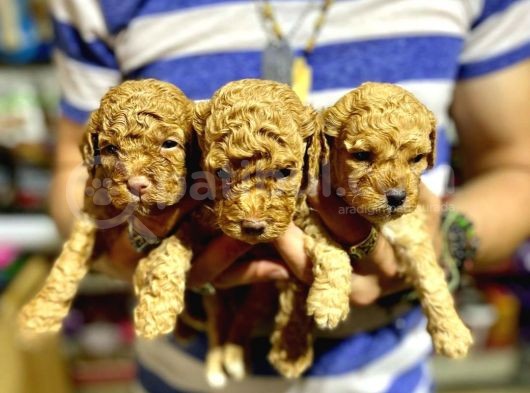 Gercek Red Show Kalite Toy Poodle Yavrulari̇mi̇z görsel