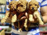 Gercek Red Show Kalite Toy Poodle Yavrulari̇mi̇z