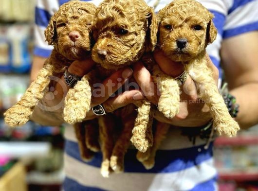 Gercek Red Show Kalite Toy Poodle Yavrulari̇mi̇z görsel