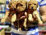 Gercek Red Show Kalite Toy Poodle Yavrulari̇mi̇z