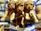 Gercek Red Show Kalite Toy Poodle Yavrulari̇mi̇z
