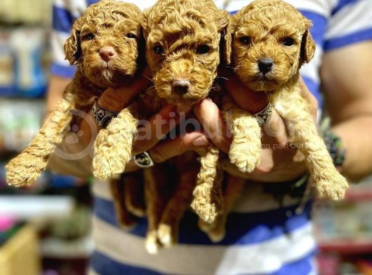 Gercek Red Show Kalite Toy Poodle Yavrulari̇mi̇z