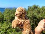 Toy Poodle Bebeklerimiz Artik Aramizda