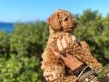 Toy Poodle Bebeklerimiz Artik Aramizda