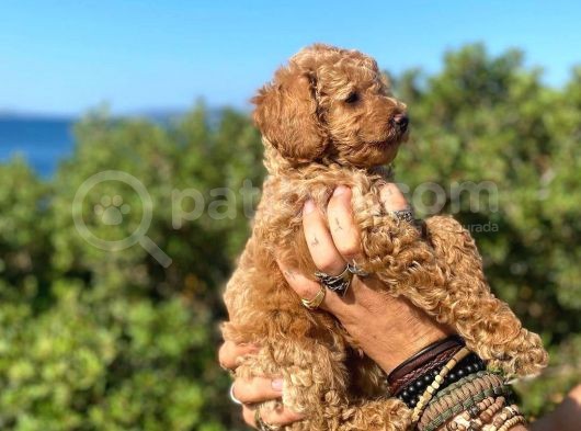 Toy Poodle Bebeklerimiz Artik Aramizda görsel