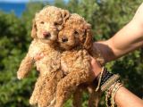 Toy Poodle Bebeklerimiz Artik Aramizda