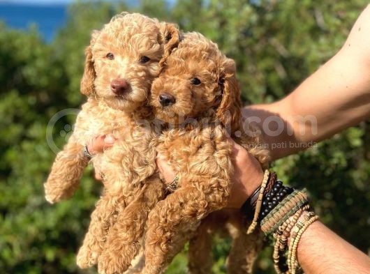 Toy Poodle Bebeklerimiz Artik Aramizda görsel