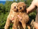 Toy Poodle Bebeklerimiz Artik Aramizda