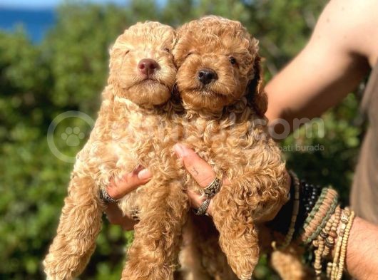 Toy Poodle Bebeklerimiz Artik Aramizda
