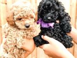 Dünyalar Guzeli Toy Poodle Yavrulari̇mi̇z