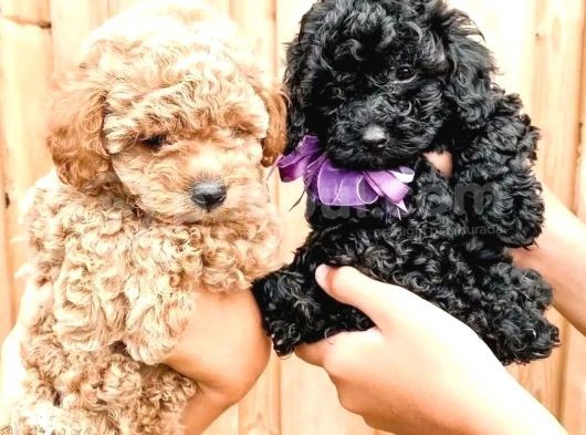 Dünyalar Guzeli Toy Poodle Yavrulari̇mi̇z