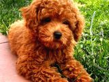 Red Toy Poodle Arayanlar Buraya