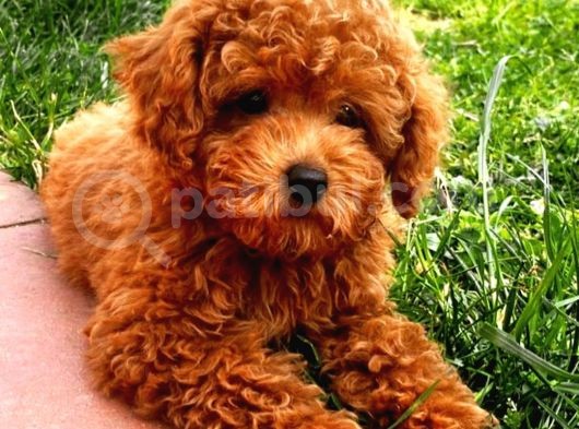 Red Toy Poodle Arayanlar Buraya