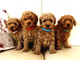 Efsane Kali̇tedeki̇ Toy Poodle Bebeklerimiz