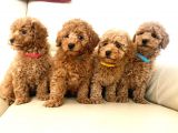 Efsane Kali̇tedeki̇ Toy Poodle Bebeklerimiz