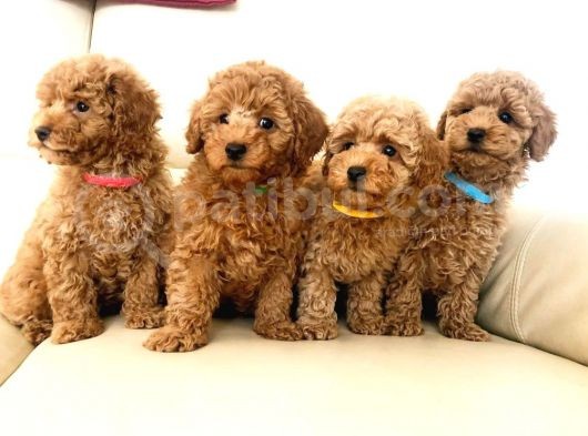 Efsane Kali̇tedeki̇ Toy Poodle Bebeklerimiz görsel