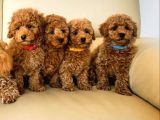 Efsane Kali̇tedeki̇ Toy Poodle Bebeklerimiz
