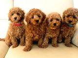 Efsane Kali̇tedeki̇ Toy Poodle Bebeklerimiz