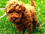 Ai̇leni̇zi̇n Yeni Stari Toy Poodle Yavrumuz