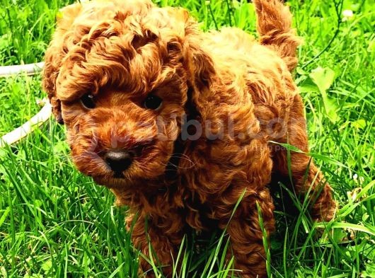 Ai̇leni̇zi̇n Yeni Stari Toy Poodle Yavrumuz görsel