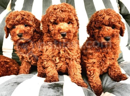 Efsane Red Toy Poodle Yavrulari̇mi̇z görsel