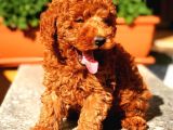 Irk Garantili Red Toy Poodle Oğlumuz