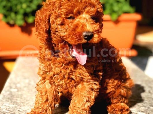 Irk Garantili Red Toy Poodle Oğlumuz görsel