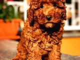 Irk Garantili Red Toy Poodle Oğlumuz