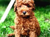Ai̇leni̇zi̇n Yeni Stari Toy Poodle Yavrumuz