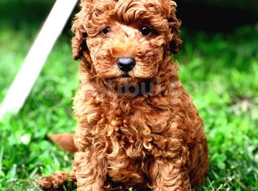 Ai̇leni̇zi̇n Yeni Stari Toy Poodle Yavrumuz