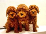 Efsane Red Toy Poodle Yavrulari̇mi̇z