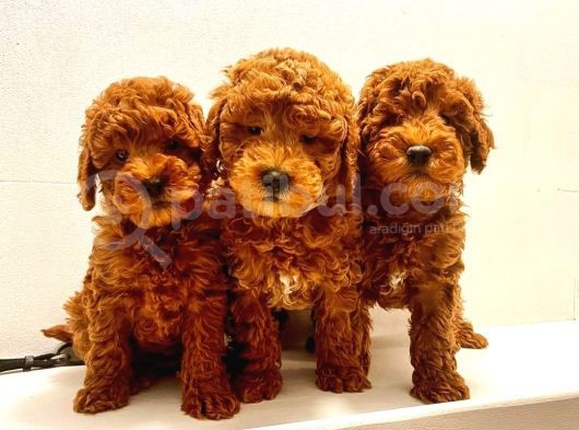 Efsane Red Toy Poodle Yavrulari̇mi̇z görsel