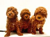 Efsane Red Toy Poodle Yavrulari̇mi̇z