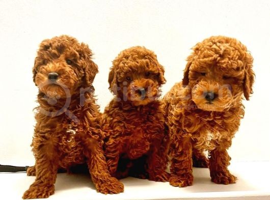 Efsane Red Toy Poodle Yavrulari̇mi̇z